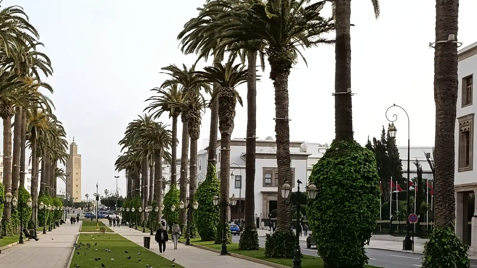 Rabat night walking tour along Avenue Mohammed V with palm trees and city lights route